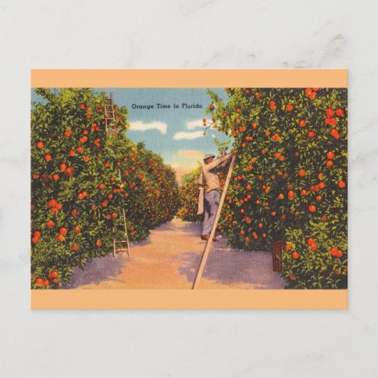 Vintage  Oranje Groves Briefkaart (Voorkant)