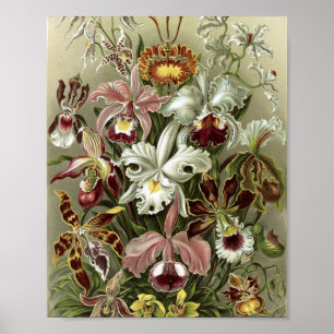 Vintage Orchideeën Botanische Illustratie Poster