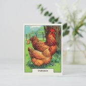 Vintage Orpington Chicken Briefkaart (Staand voorkant)