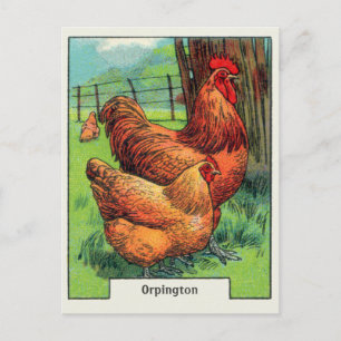 Vintage Orpington Chicken Briefkaart