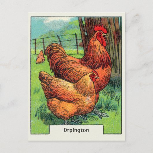 Vintage Orpington Chicken Briefkaart (Voorkant)