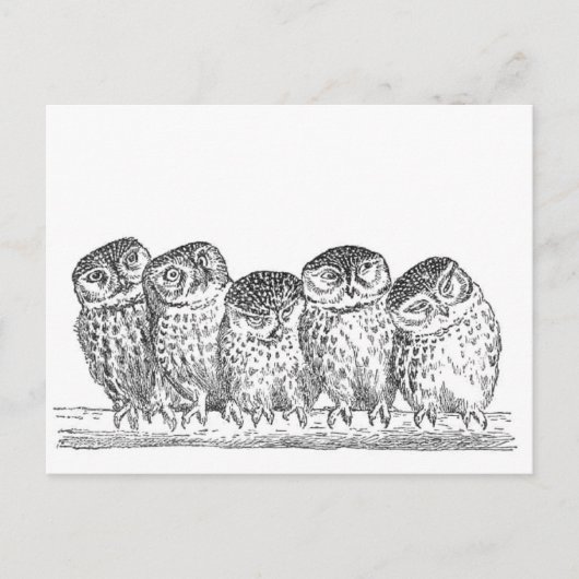 Vintage Owls Briefkaart (Voorkant)