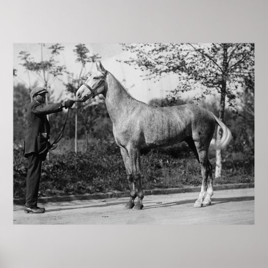 Vintage paarden fotografie poster (Voorkant)