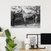 Vintage paarden fotografie poster (Thuiskantoor)