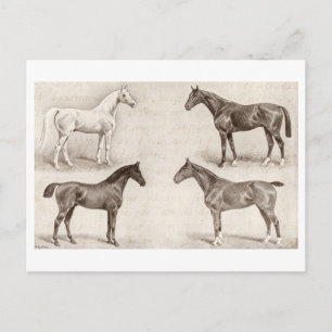 Vintage paarden - Paarden voor paarden en Pony Briefkaart