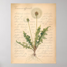 Vintage Paardenbloempluis Hoofd Botanische Poster