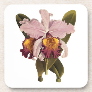 Vintage paarse Cattleya-orchidee, tropische bloeme Onderzetter