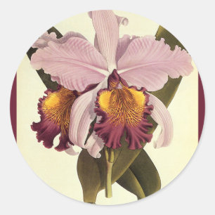 Vintage paarse Cattleya-orchidee, tropische bloeme Ronde Sticker