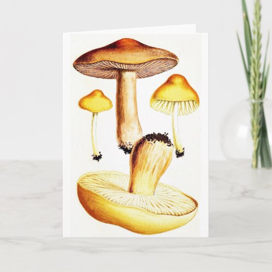 Vintage paddenstoelen kaart (Voorkant)