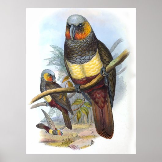 Vintage papegaai vogel poster (Voorkant)