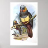 Vintage Parrot Bird Poster (Voorkant)