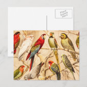 Vintage Parrot Cockato Conure Paraket Cockatiel Briefkaart (Voorkant / Achterkant)