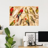 Vintage Parrot Cockato Conure Paraket Cockatiel Poster (Thuiskantoor)