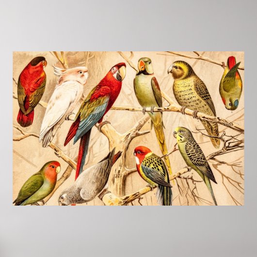 Vintage Parrot Cockato Conure Paraket Cockatiel Poster (Voorkant)