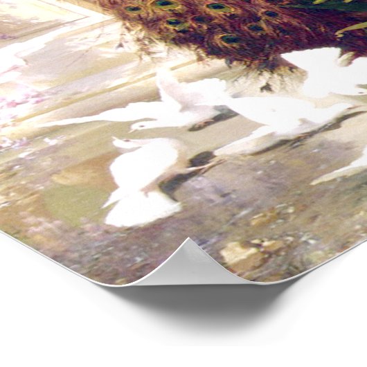 Vintage Peacock Afbeelding Poster (Hoek)