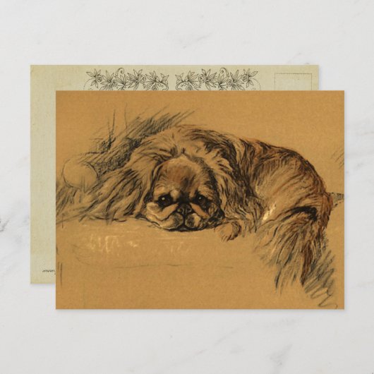 Vintage Pekingeses Puppy Briefkaart (Voorkant / Achterkant)