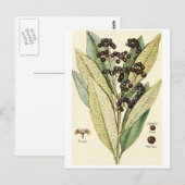 Vintage peper recept voor briefkaart (Voorkant / Achterkant)