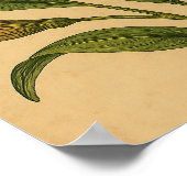 Vintage Peruvian Lily on Weathered Paper Poster (Hoek)