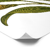 Vintage Peruvian Lily Poster (Hoek)