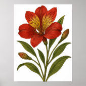 Vintage Peruvian Lily Poster (Voorkant)
