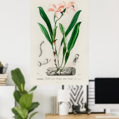 Vintage Pink Cattleya Orchid Botanical Poster (Thuiskantoor)