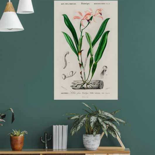 Vintage Pink Cattleya Orchid Botanical Poster (Woonkamer 1)