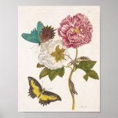 Vintage Pink Peony Flower, Floral Illustration Poster (Voorkant)