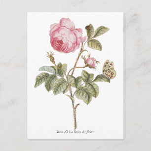 Vintage Pink Rose Botanical Print Briefkaart