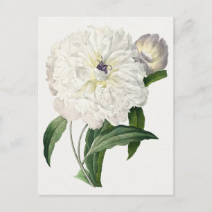 Vintage pioenroos bloem briefkaart