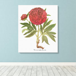 Vintage Pioenrozen, Pioenbloemen door Basilius Bes Canvas Afdruk