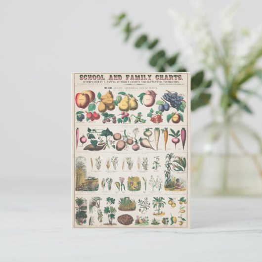 Vintage Plant van vruchten Botanisch Briefkaart (Staand voorkant)
