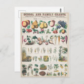 Vintage Plant van vruchten Botanisch Briefkaart (Voorkant / Achterkant)