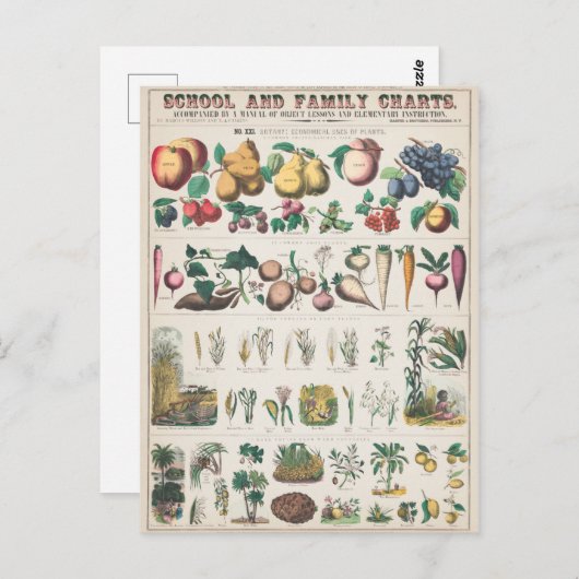 Vintage Plant van vruchten Botanisch Briefkaart (Voorkant / Achterkant)