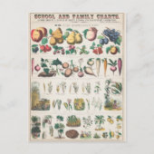 Vintage Plant van vruchten Botanisch Briefkaart (Voorkant)