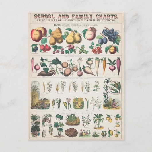 Vintage Plant van vruchten Botanisch Briefkaart (Voorkant)