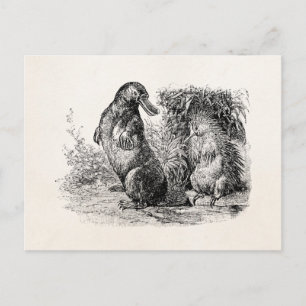 Vintage Platypus Porcupine Anteater Sjabloon Briefkaart