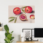 Vintage Pomegranaat door Anselmus de Boodt Poster (Thuiskantoor)