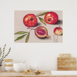 Vintage Pomegranaat door Anselmus de Boodt Poster
