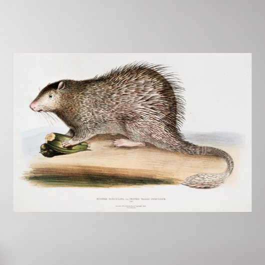 Vintage Porcupine Poster (Voorkant)