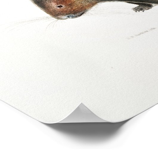 Vintage Porcupine Poster (Hoek)