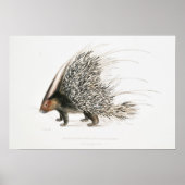 Vintage Porcupine Poster (Voorkant)