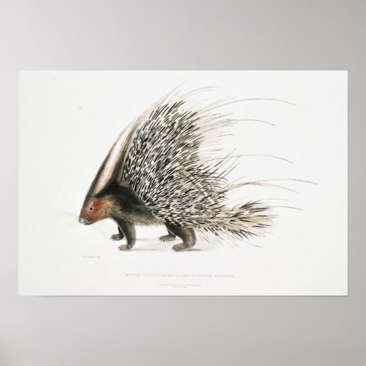 Vintage Porcupine Poster (Voorkant)