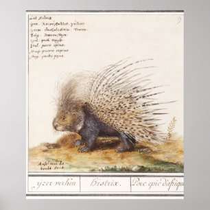 Vintage Porcupine Poster