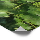 vintage poster (Hoek)