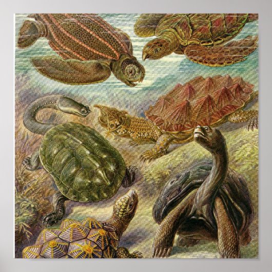 Vintage Poster (Voorkant)