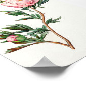 Vintage Poster Afbeelding Peony (Hoek)