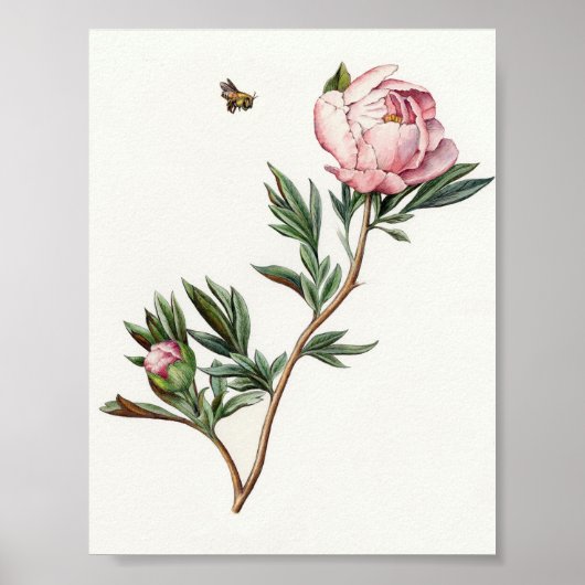 Vintage Poster Afbeelding Peony (Voorkant)