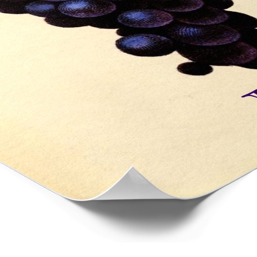 Vintage Poster druiven (Hoek)