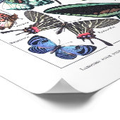 Vintage Poster Papillons Larousse pour tous (Hoek)