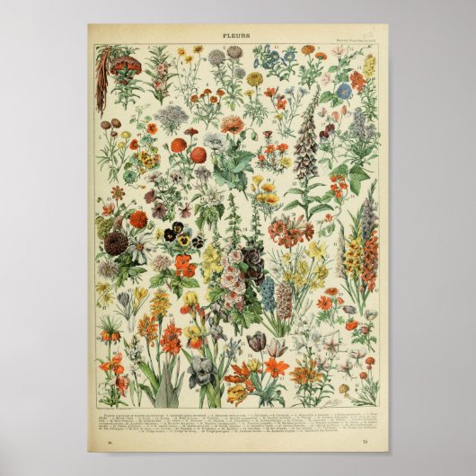 Vintage Poster  Plant bosbloembloem (Voorkant)